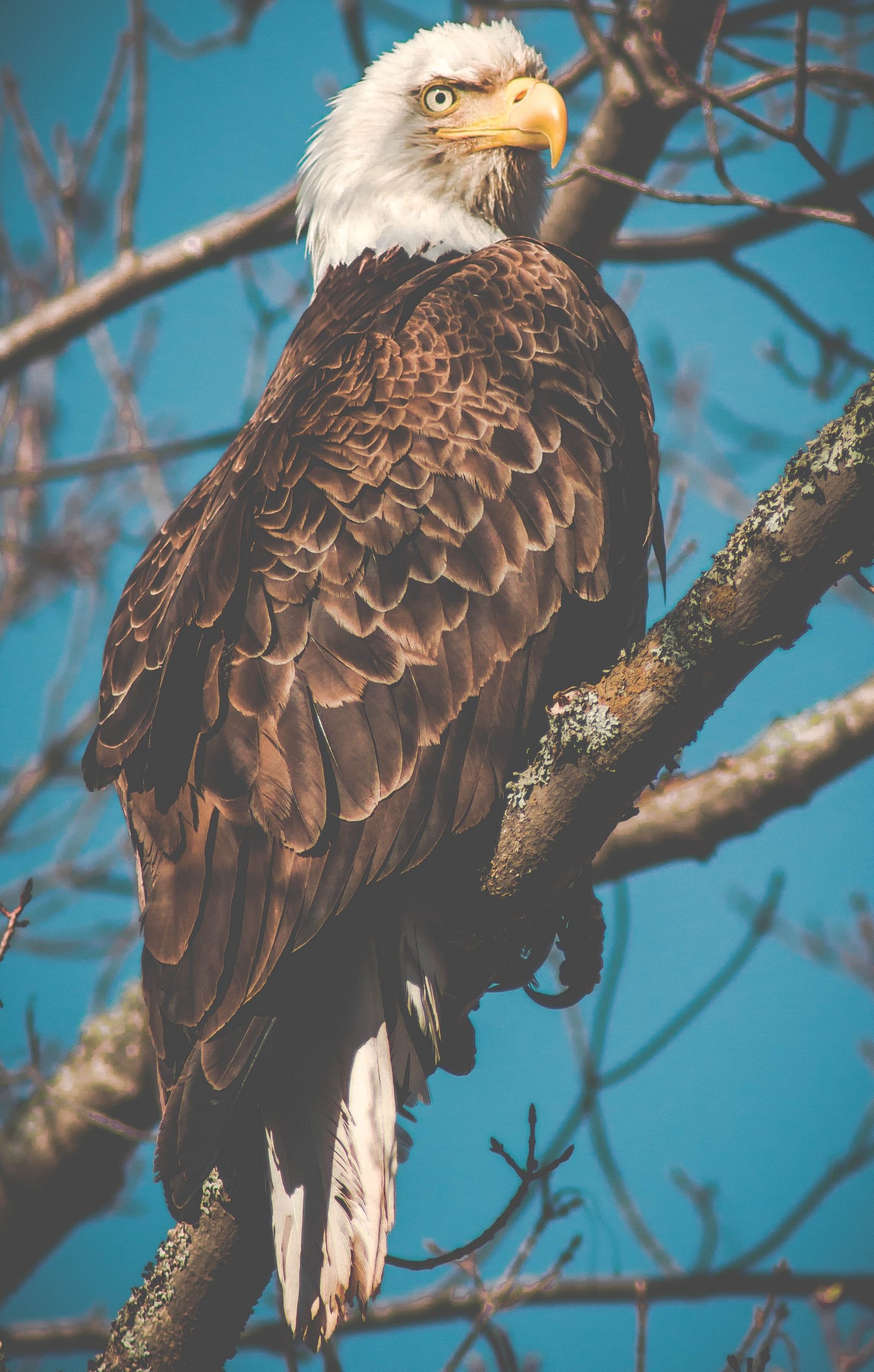 American shop eagle pet