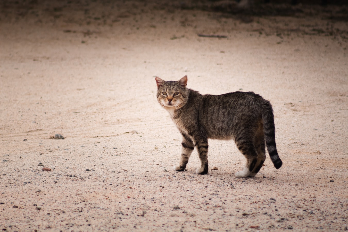 Feral Feline – Pets or Food.com